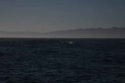 DSC_6645 (Large).JPG